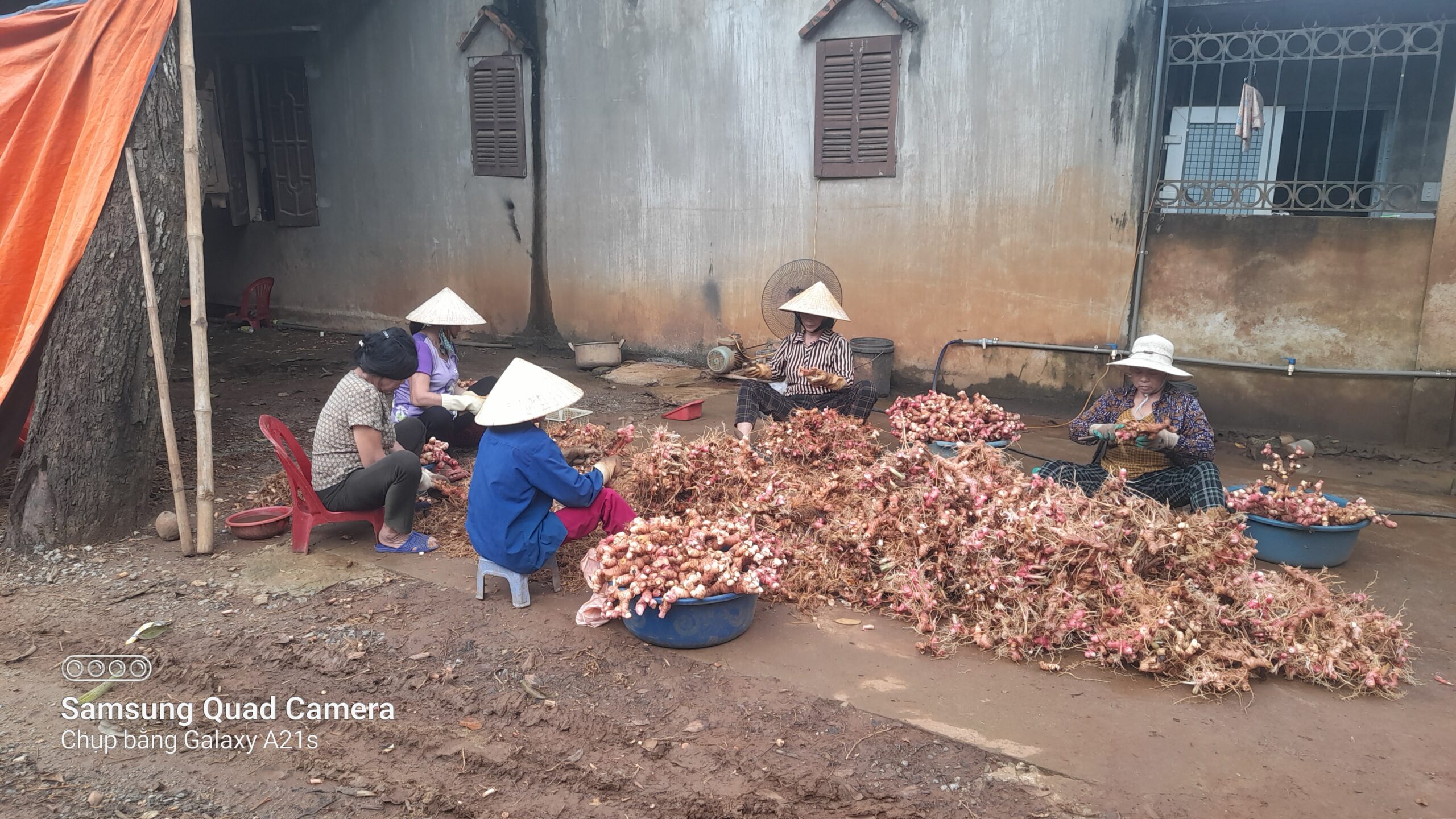 Cây Riềng Đỏ 12 1000005229 scaled