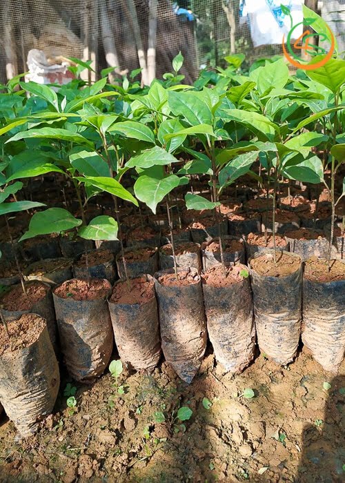 Cây gù hương giống 2021. Kỹ thuật trồng và chăm sóc cây