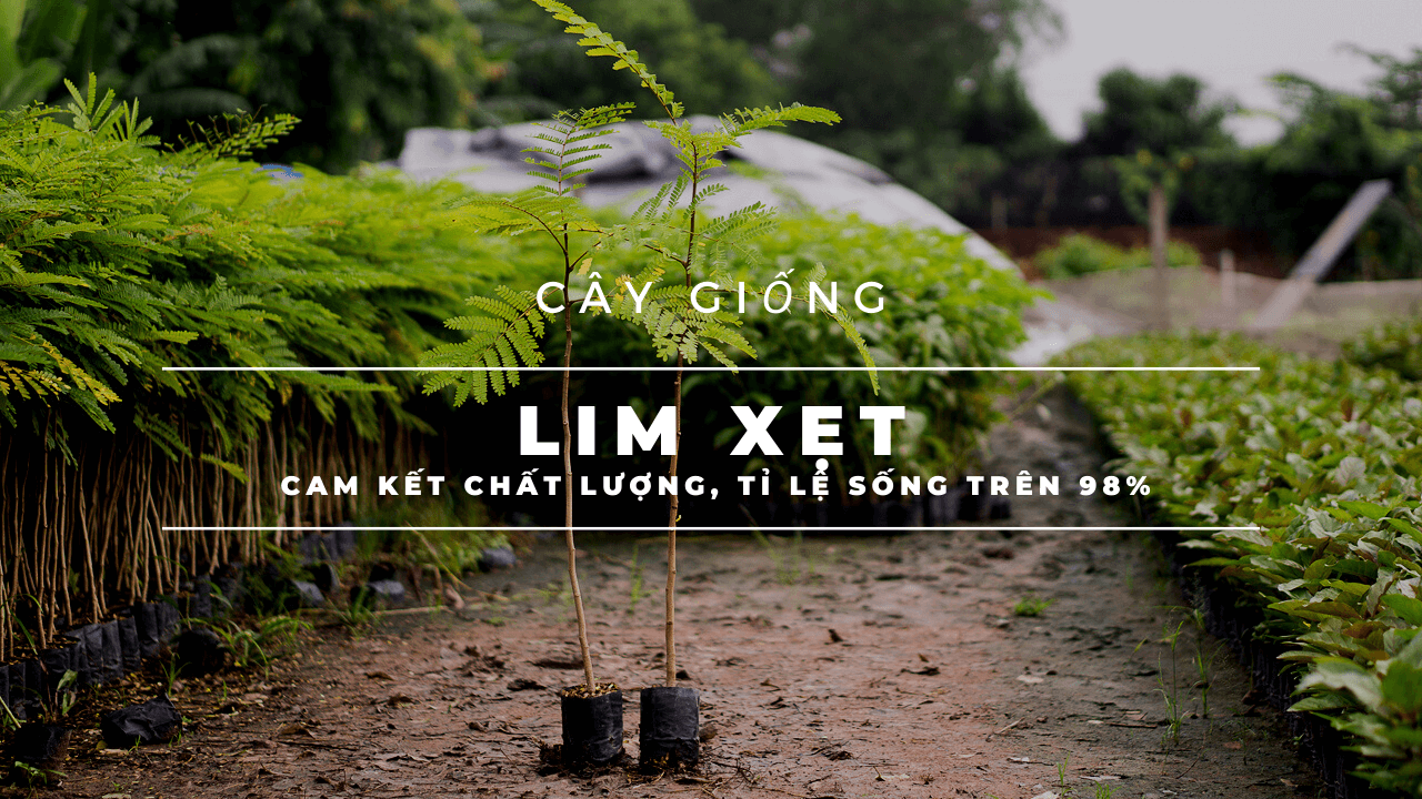 lim-xet-giong