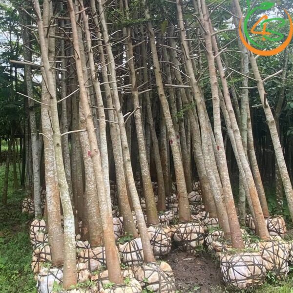Cây dầu rái công trình 14 cham-soc-cay-dau-rai-cong-trinh