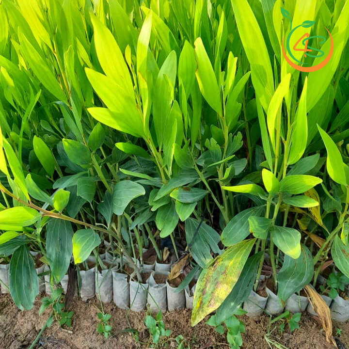 Kỹ thuật trồng Tràm ta  Viện Khoa học Lâm nghiệp Việt Nam