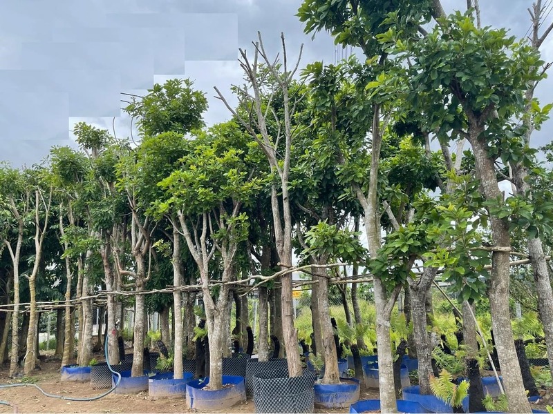 Cây Thala công trình tại vườn cây giống 4S