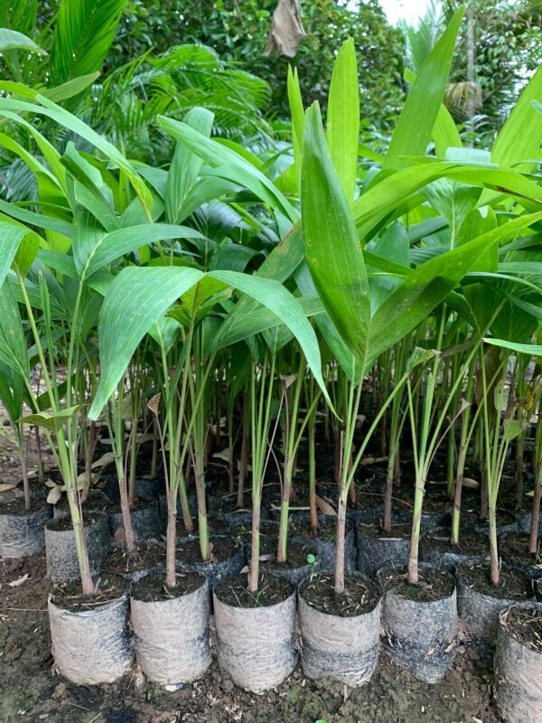 Hình ảnh cây cau đuôi chồn - cây giống 4S