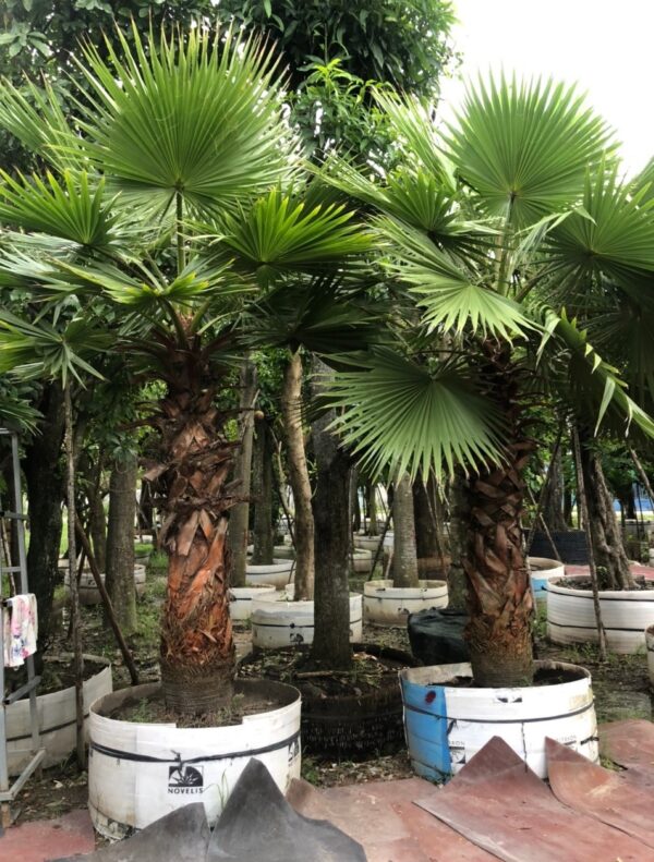 Cây cọ mỹ lóng cao 2.5m - Cây giống 4S