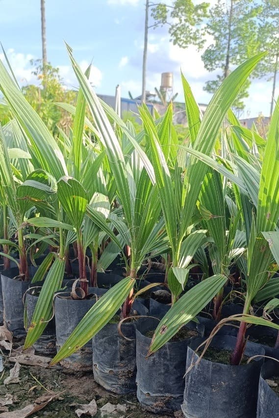 cây cọ mỹ giống tại vườn