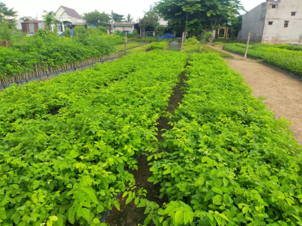 giống cây trắc đỏ