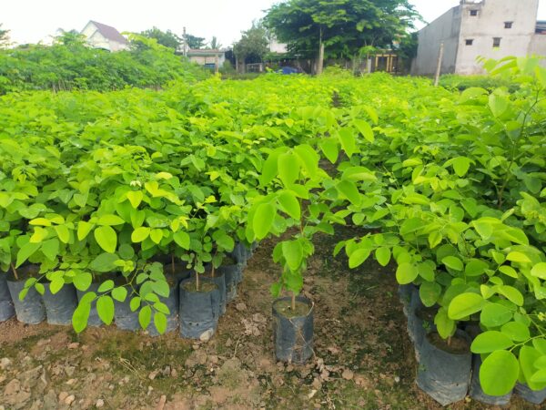 cây giống gỗ trắc