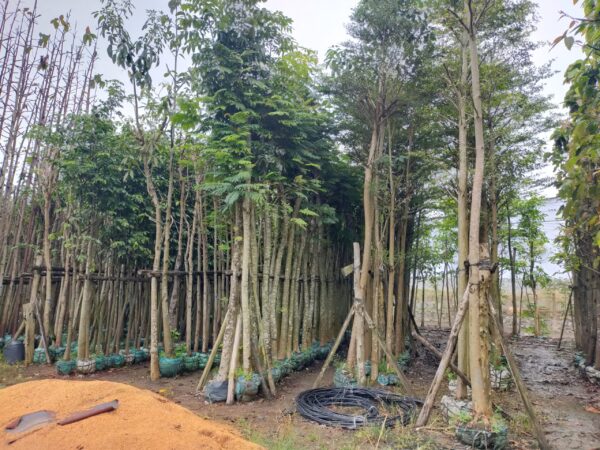 cây giống me tây