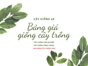 bảng giá cây giống lâm nghiệp