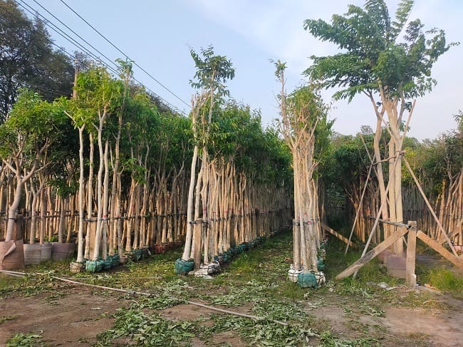 cây bằng lăng tím