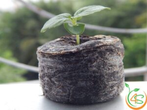 bầu ươm cây giống