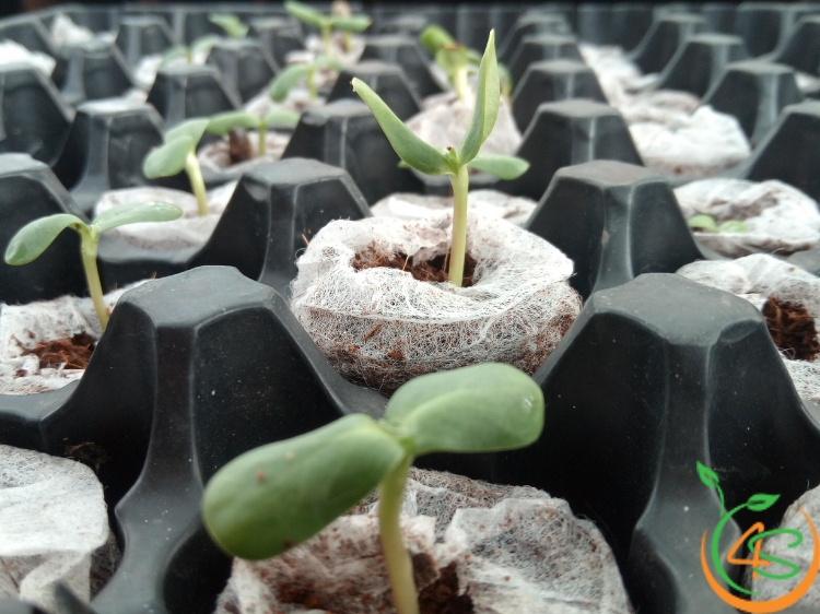 Bầu Ươm Hạt Giống: Lợi Ích Và Cách Làm Bầu Ươm Cây Giống Tại Nhà 7 bầu ươm cây giống