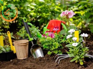 bón phân cho cây cảnh trong chậu