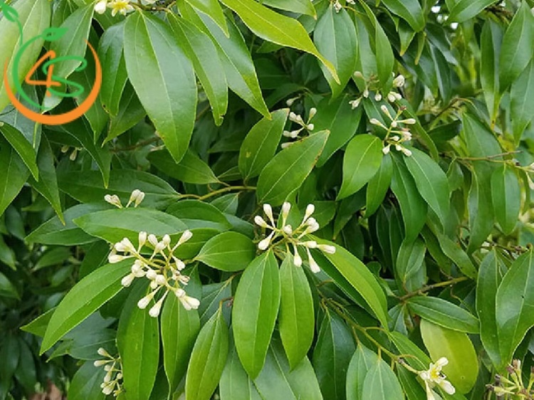 bón phân cho cây quế