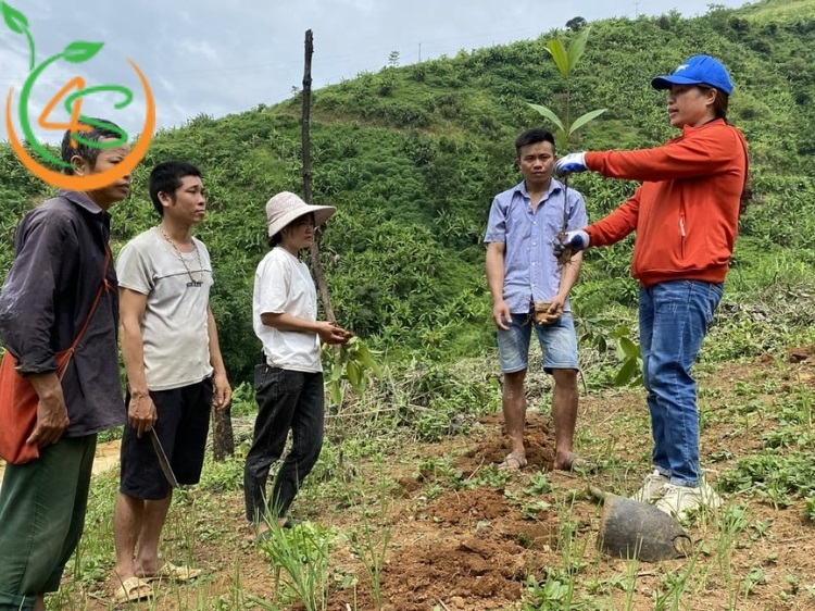 bón phân cho cây quế