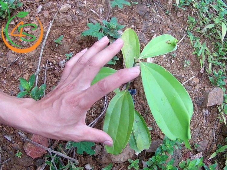 bón phân cho cây quế