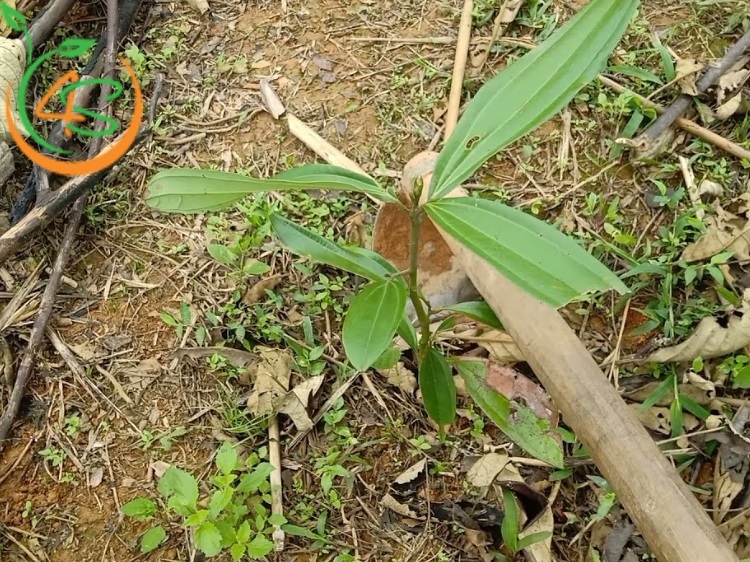 bón phân cho cây quế