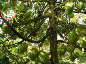 bón phân cho sầu riêng