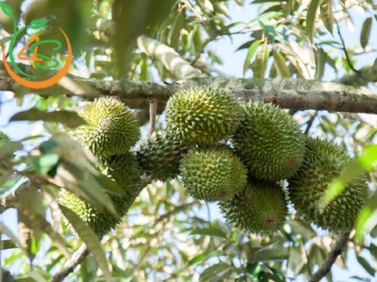 bón phân cho sầu riêng