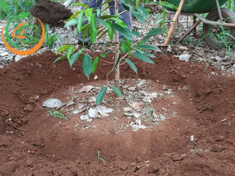 bón phân cho sầu riêng