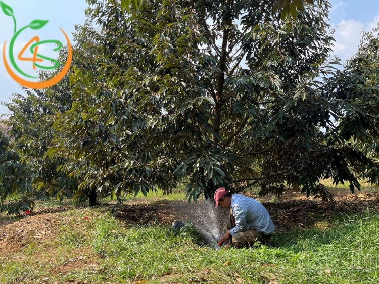 bón phân cho sầu riêng