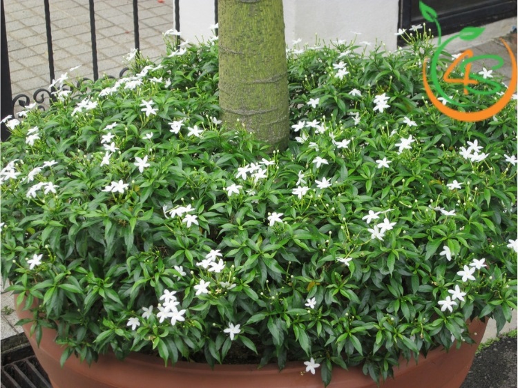 các loại cây bụi thấp