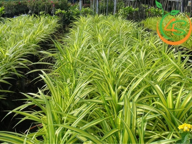 các loại cây bụi thấp