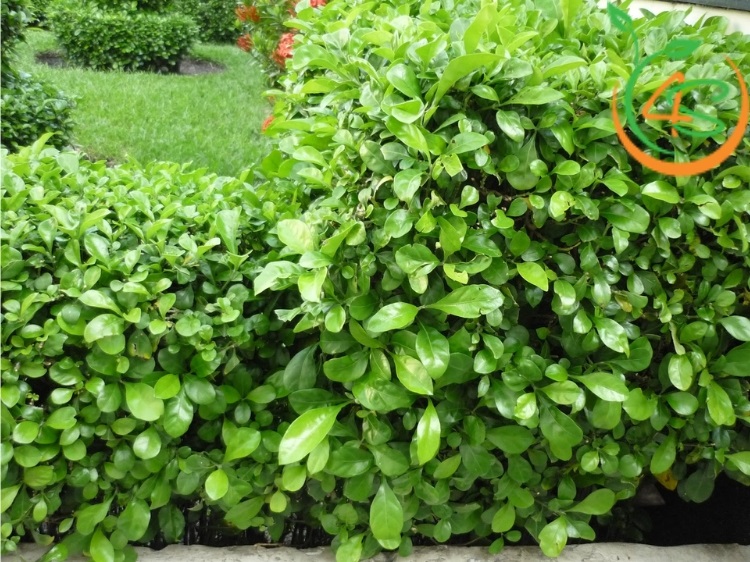 các loại cây bụi thấp