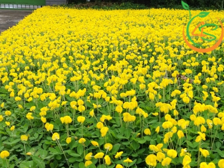 các loại cây bụi thấp