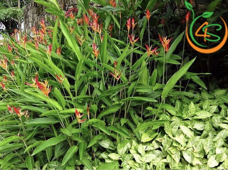 cây bụi