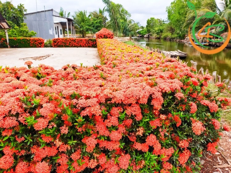 cây bụi công trình