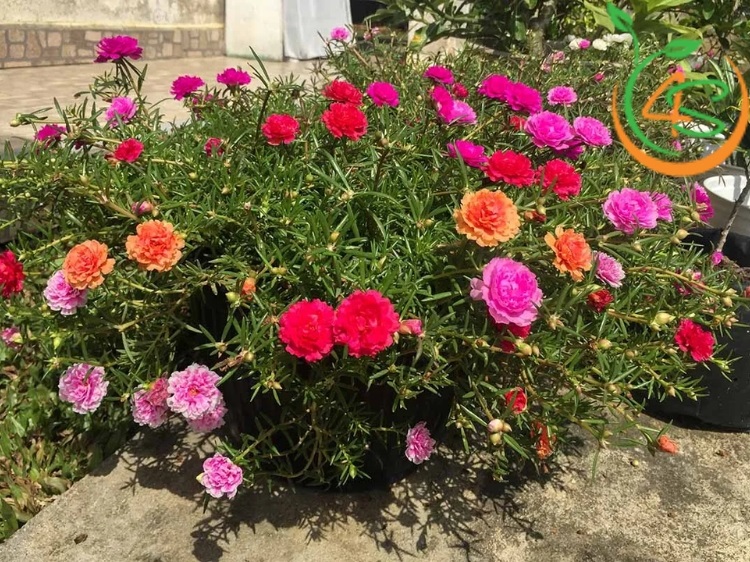cây bụi công trình
