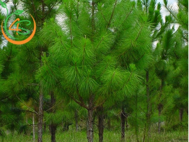 các loại cây thông cảnh