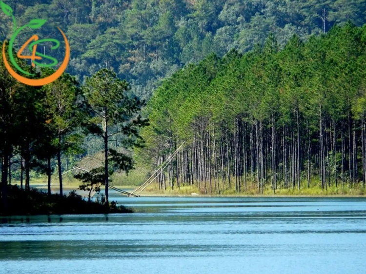 cây thông cảnh