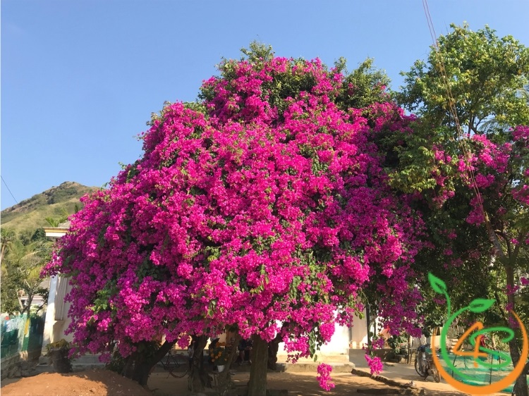 cây cảnh sân vườn biệt thự