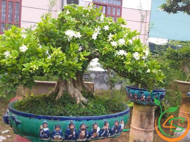 các loại cây trang trí sân vườn