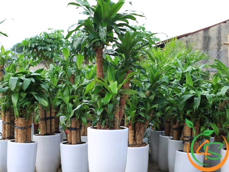 các loại cây trang trí sân vườn