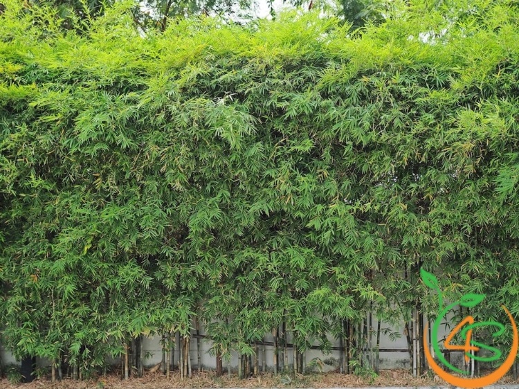 các loại cây trang trí sân vườn