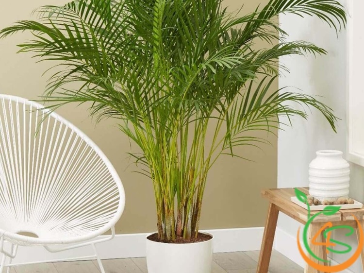 các loại cây trang trí sân vườn