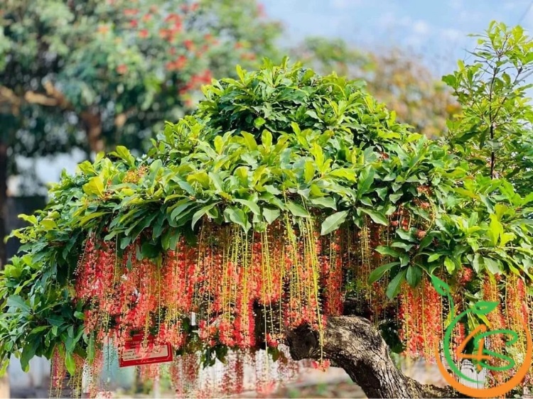 các loại cây trang trí sân vườn