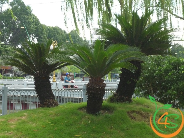cây cảnh sân vườn