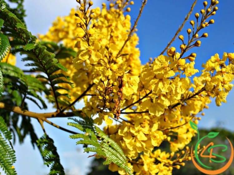 cây cảnh sân vườn