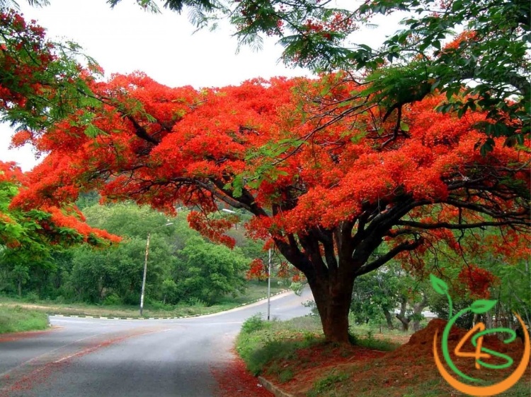 cây cảnh sân vườn