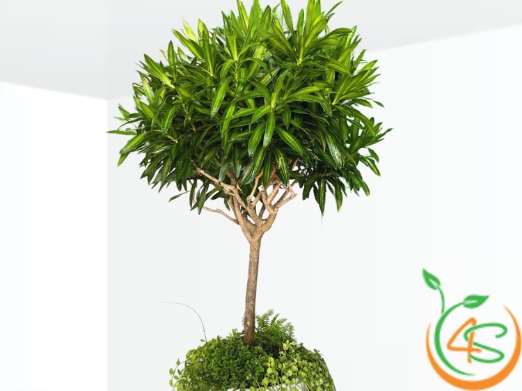 cây cảnh sân vườn