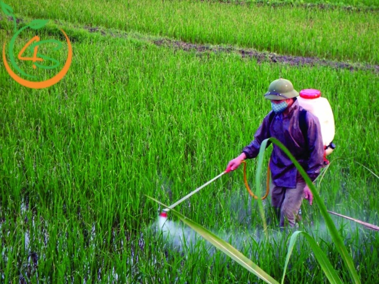 Bón Thúc Là Gì? Các Cách Bón Thúc Phân Cho Cây Phát Triển 4 các cách bón thúc phân cho cây