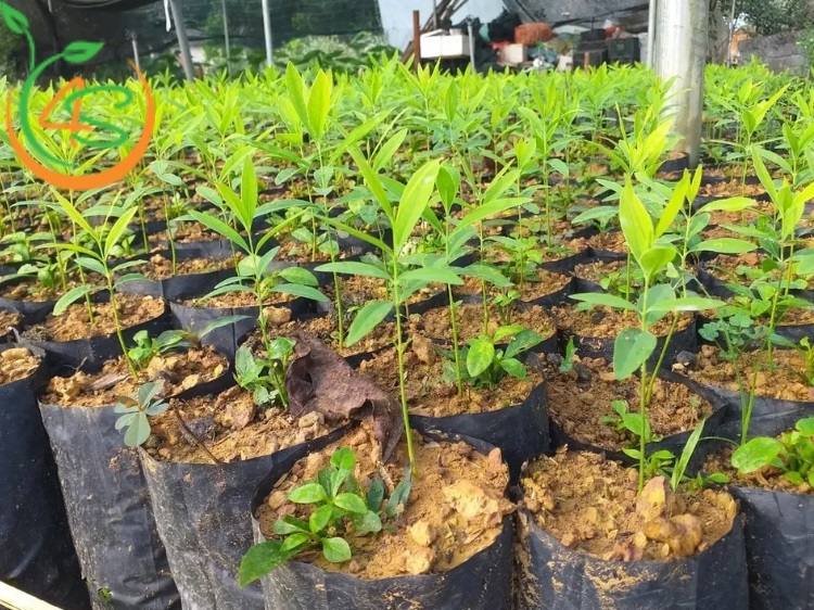 Bón Thúc Là Gì? Các Cách Bón Thúc Phân Cho Cây Phát Triển 7 các cách bón thúc phân cho cây