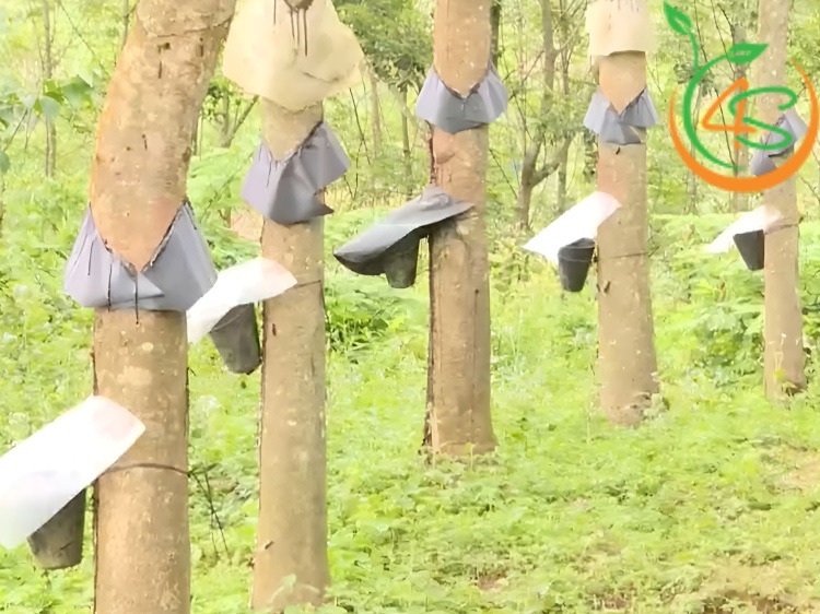 cách chăm sóc cao su mới trồng