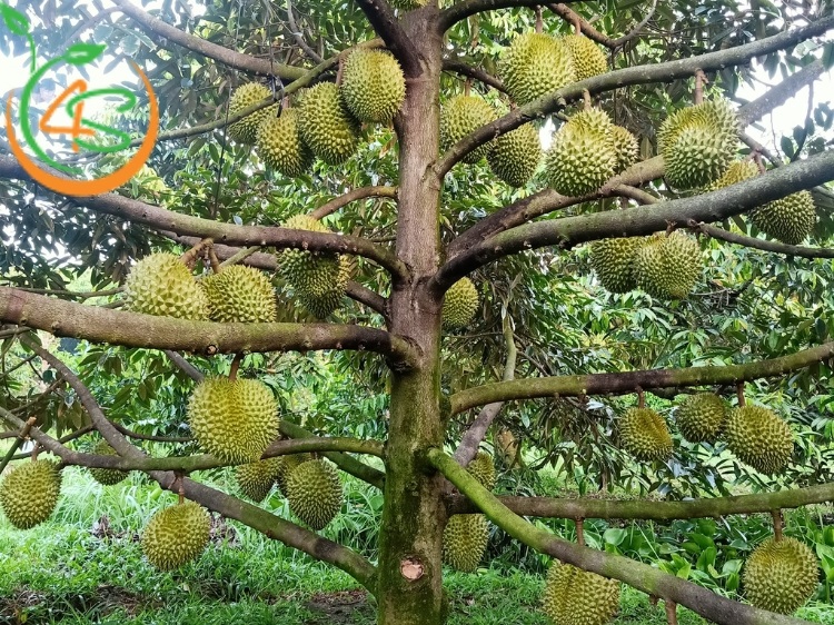 cách chăm sóc cây sầu riêng mới trồng