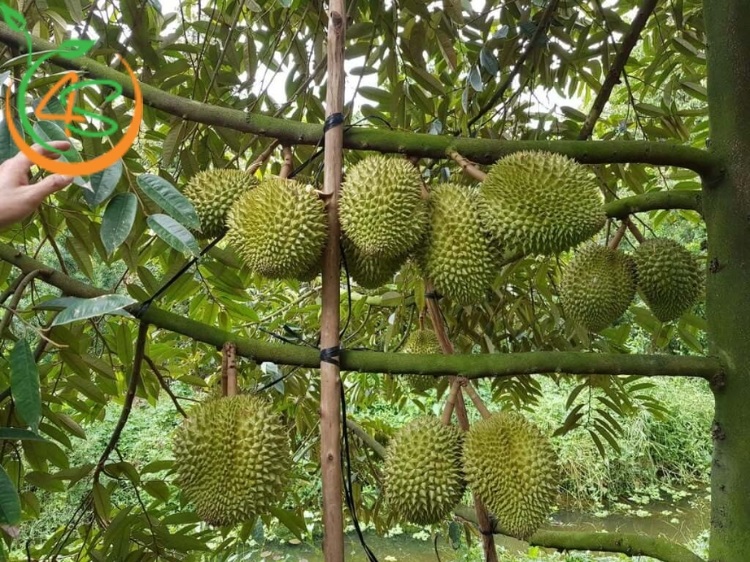 cách chăm sóc cây sầu riêng mới trồng