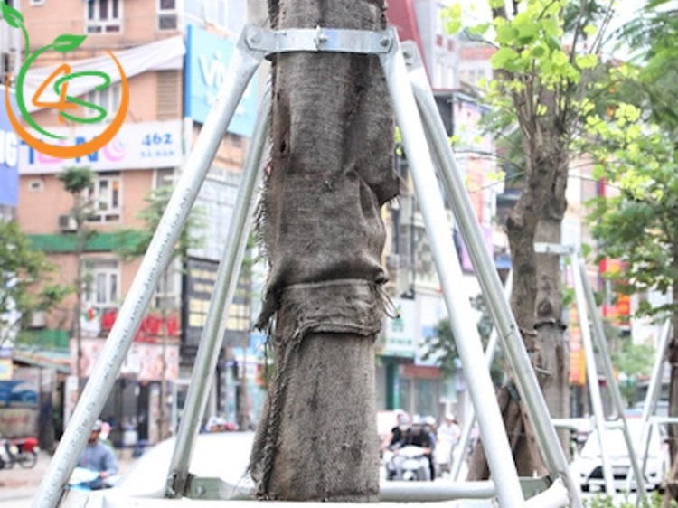 cách chống cây mới trồng